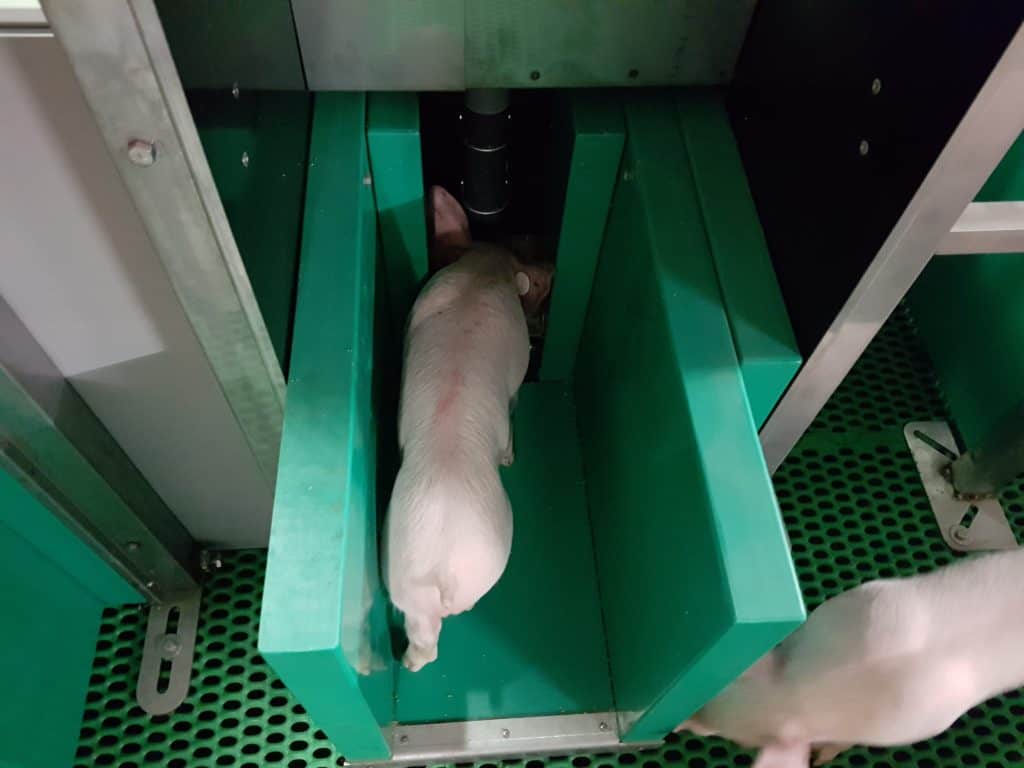 Pig-insight - détection précoce des pathologies - Asserva