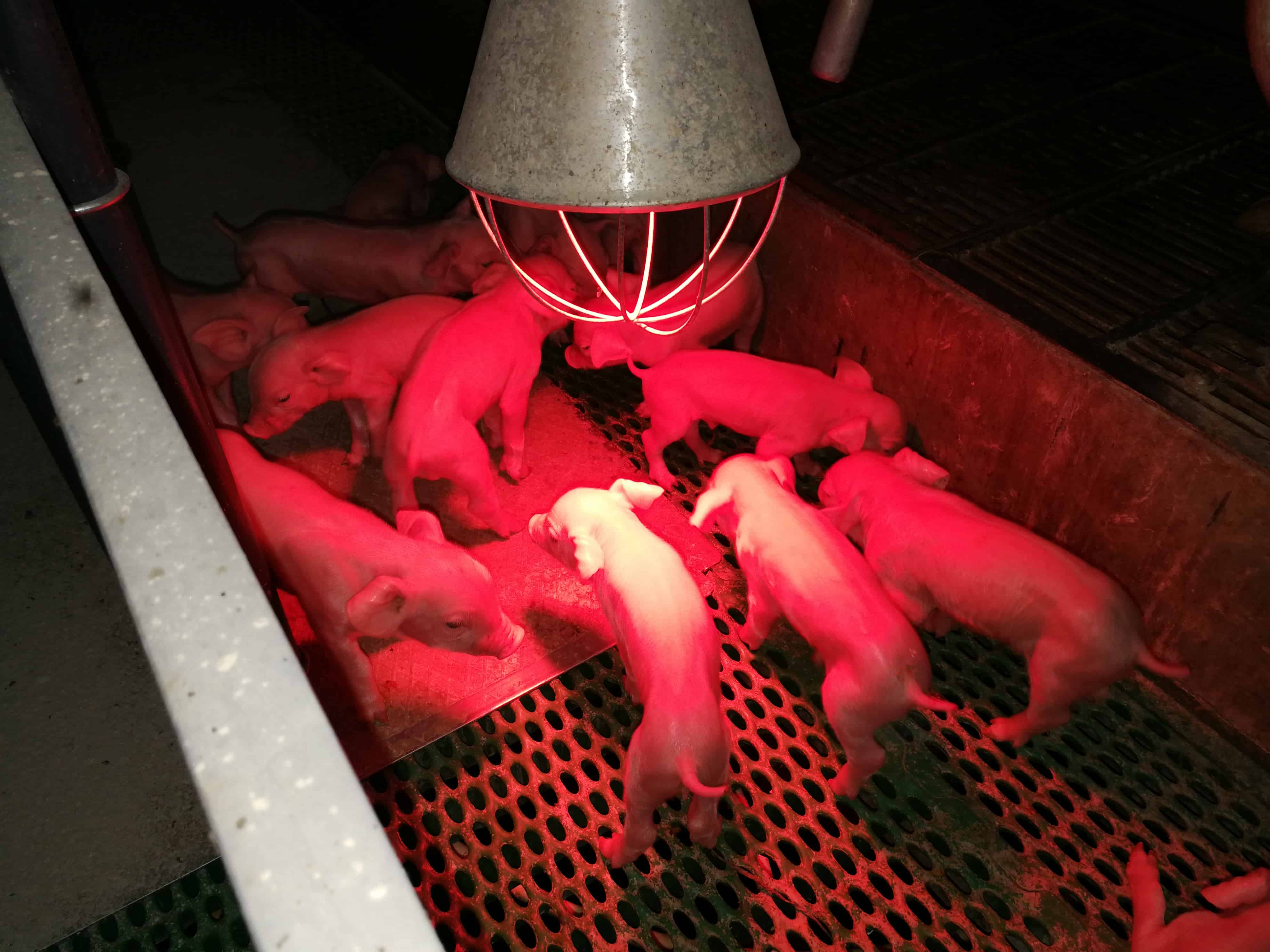Lampe chauffante - élevage maternité - Asserva