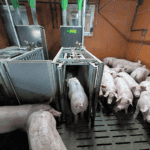 Individualized Feeding Station Selfifeeder GFI