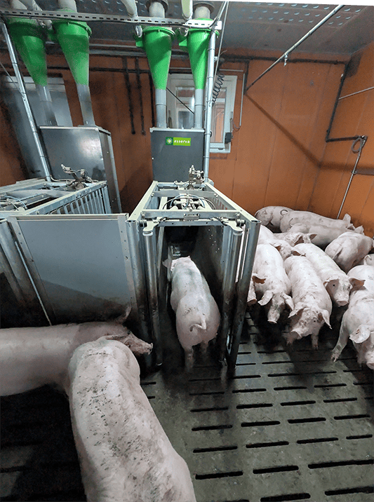 Estación de alimentación individualizada Selfifeeder GFI 