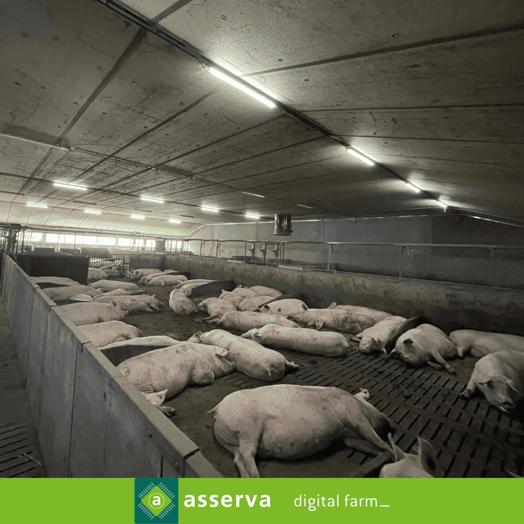 Selfifeeder Gestante Belgique Gino Lippens Asserva