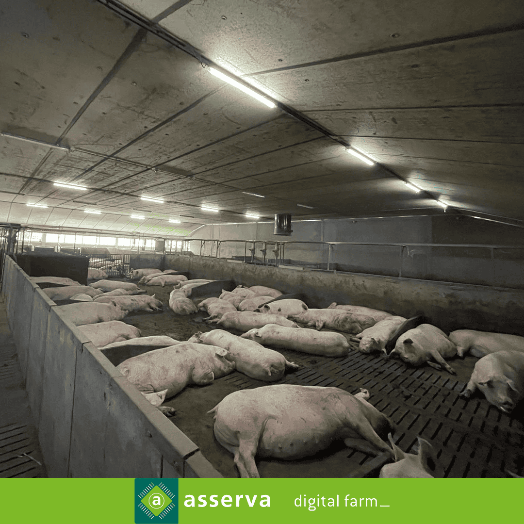 Selfifeeder Gestante Belgique Gino Lippens Asserva