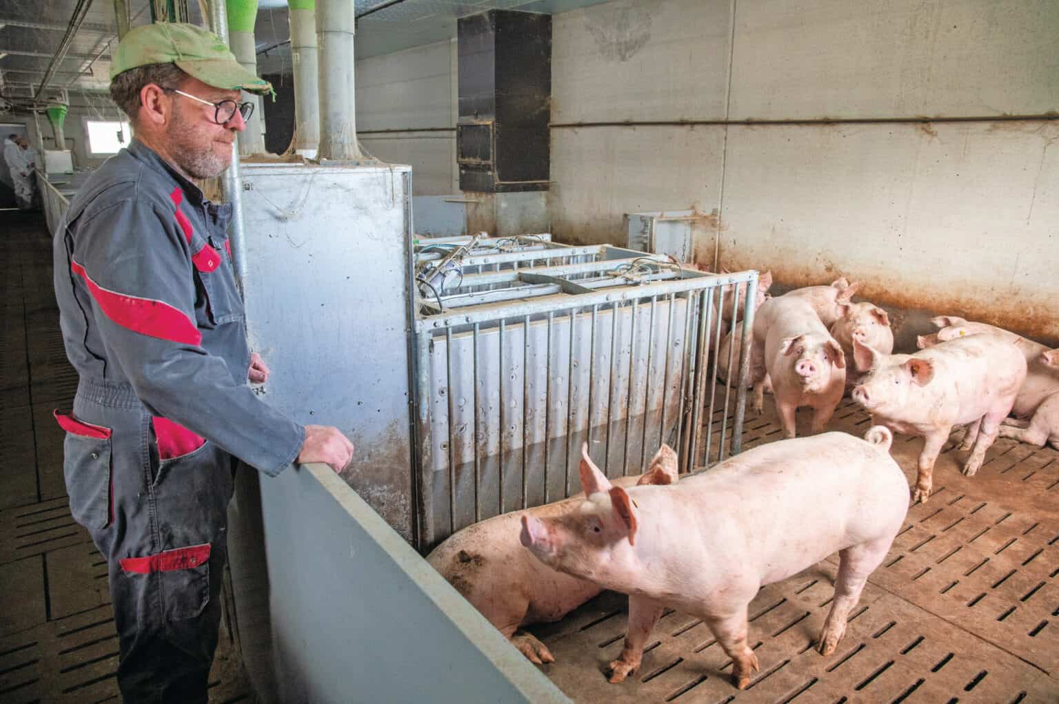 Jean Michel Langlais - Pig progess 2025