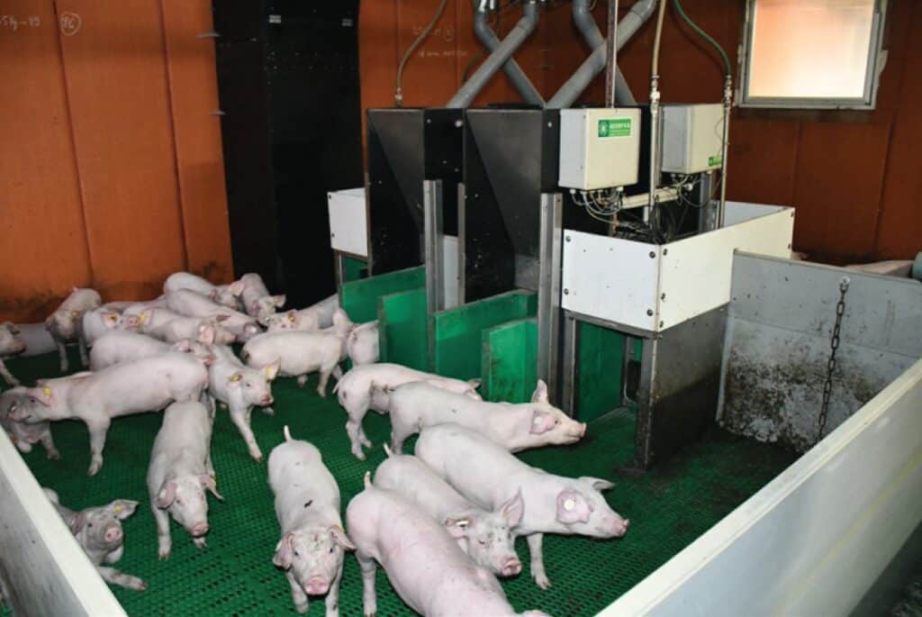 Optimat et Pig Insight : 8 ans d'innovation chez l'Élevage La Roche Carillan. Photo : Paysan Breton